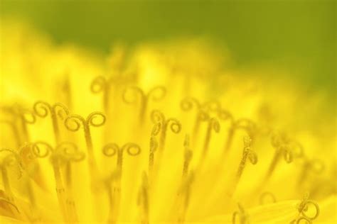 Dandelion Flower Stamen — Stock Photo © Crookid 5339126