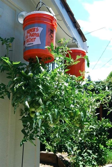 10 Cute And Easy Hanging Garden Ideas Simphome Tomaten Pflanzen