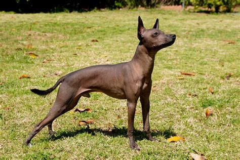 Behavior problems in xolos are typically a result of a dog receiving inadequate or inconsistent supervision, as well as inadequate. Xoloitzcuintli (Mexican Hairless) Info, Temperament ...