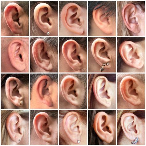 Human Ears Stock Photo Image Of Auris Auricula Human 28472974