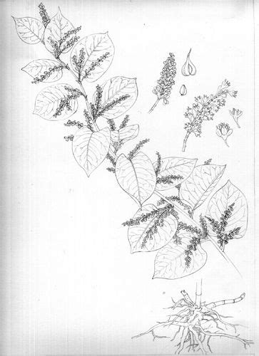 Find & download the most popular japanese pattern vectors on freepik free for commercial use high quality images made for creative projects. Line drawing on Japanese knotweed by Lizzie Harper ...