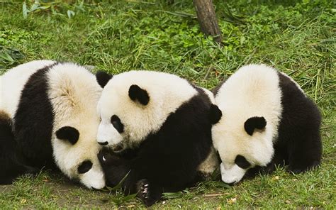 Hd Cute Panda Hd Backgrounds Tumblr Pixelstalknet