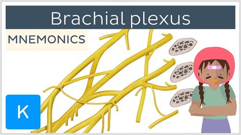 Brachial Plexus Mnemonics Human Anatomy Kenhub Youtube Porn Sex Picture