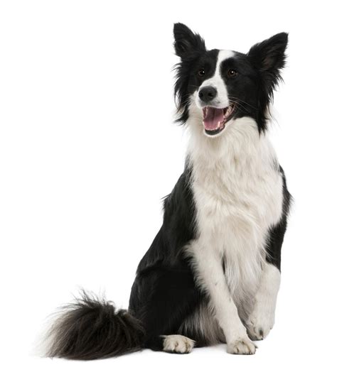 Browse our reputable breeders in pa, ohio, indiana and more. Everything You Need to Know about Border Collie Colors and ...