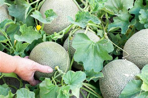 8 Tips for Growing The Sweetest Melons | Modern Farmer