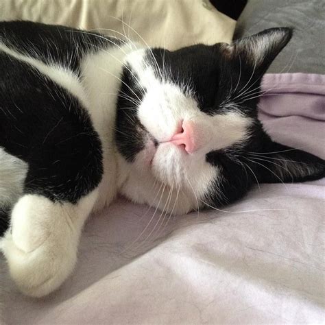 6 Pawsitively Fascinating Facts About Tuxedo Cats