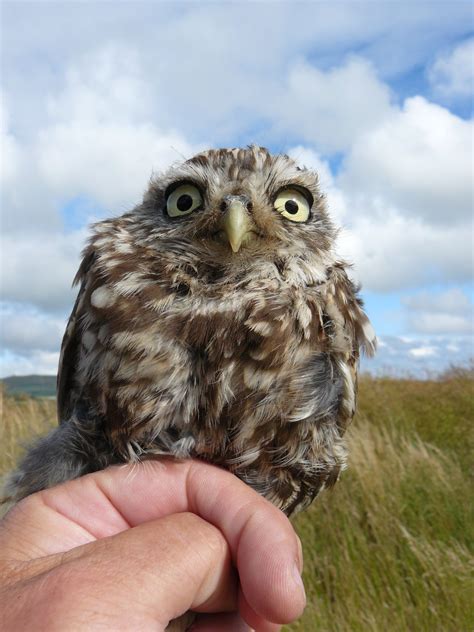 Little Owl Seen At Aberdaron Near The Ty Newydd