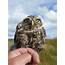 Little Owl Seen At Aberdaron Near The Ty Newydd