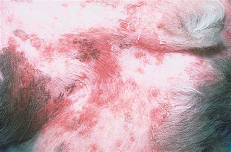 The Dog With Papules Pustules And Crusts Ivis