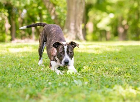Happy Tail Syndrome In Dogs Petmd
