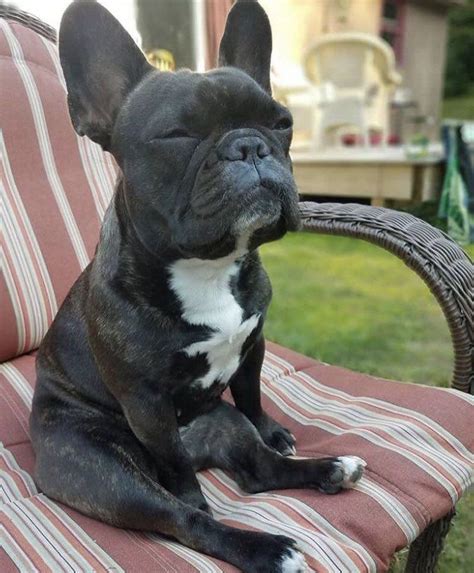 French bulldog love to play with chihuahua and other small breed of dogs! French Bulldog Full Grown | French Bulldog