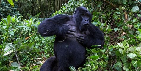 Why Do Gorillas Beat Their Chest What To Do When Gorillas Charge