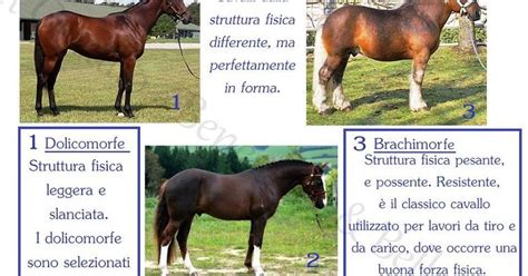 Classificazione Del Cavallo Per Tipologia Fisica