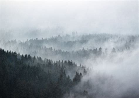 Foggy Forest Landscape Photo Scandinavian Wall Art