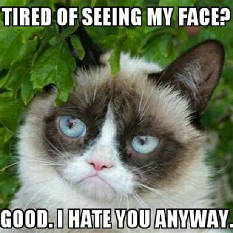 324 Best Images About Grumpy Cat Funny Cat Meme On Pinterest Grumpy