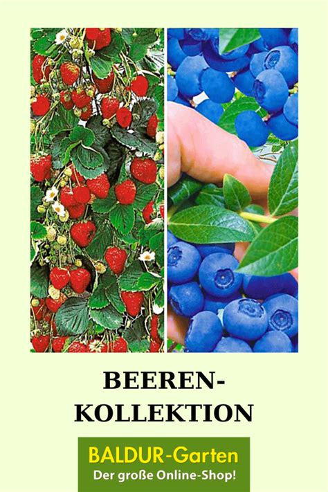 Beeren Kollektion 4 Pflanzen Pflanzen Beeren Erdbeerpflanzen