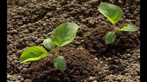 So far it has bee. Organic fertilizer in eggplant farming - YouTube