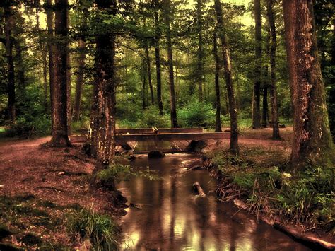 Free Images Tree Nature Grass Swamp Wilderness Wood Bridge