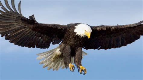Bald Eagle Largest Birds Of Prey Found In North America Youtube