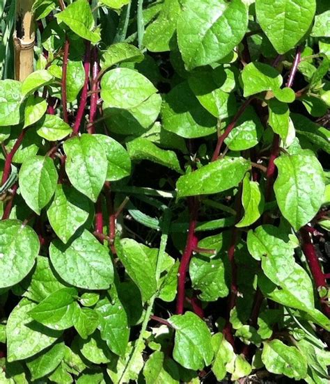This is grwoing vine with leaves by jimbob on vimeo, the home for high quality videos and the people who love them. Malabar Spinach BEATIFUL VINE WITH EDIBLE LEAVES Seeds! | eBay