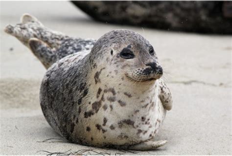 He has sold over 20 million records worldwide, with his first international hit song. Harbor Seal | Wild Republic