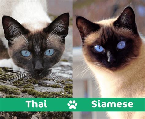 Balinese Cat Vs Siamese Dogs And Cats Wallpaper