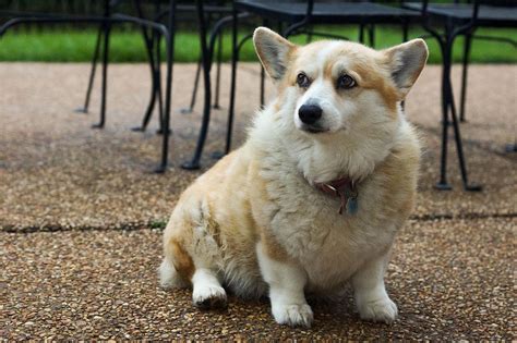 Pembroke Welsh Corgi Facts Pictures Price And Training Dog Breeds