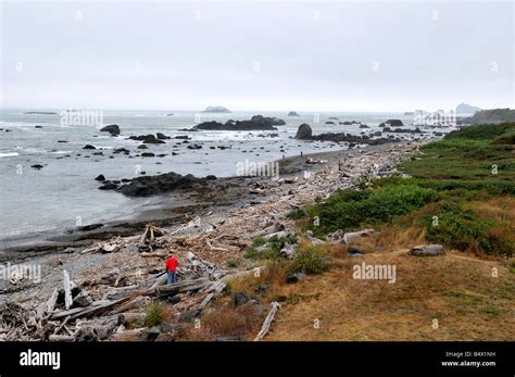 Foggy Coast Of Northern California Crescent City California Usa