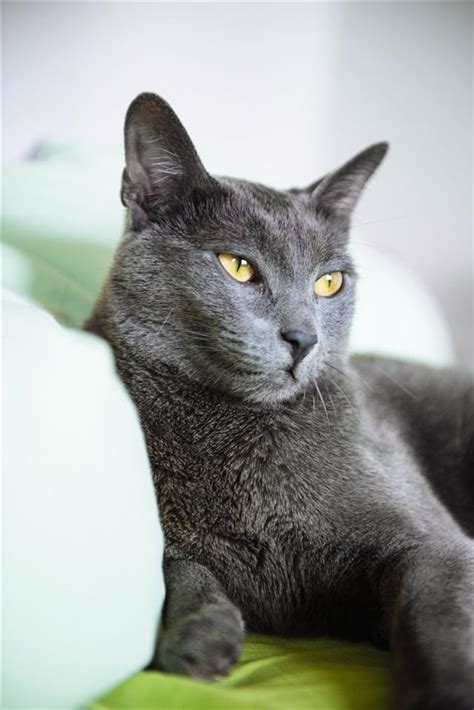 The Angel Of Cuteness Russian Blue Cat Personality Cat Appy