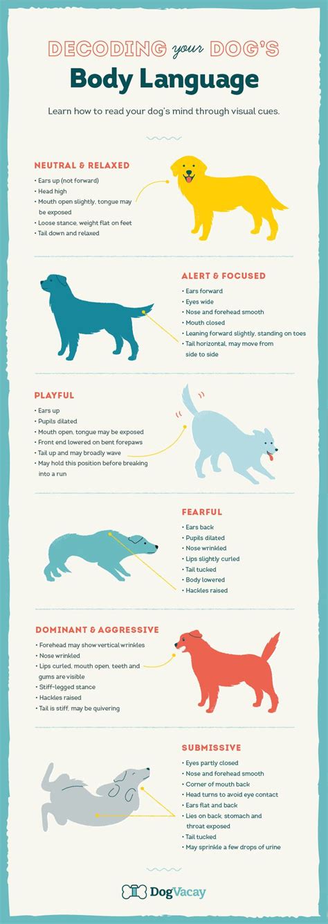 An Illustrated Guide To Dog Behavior Dog Body Language Dog Training