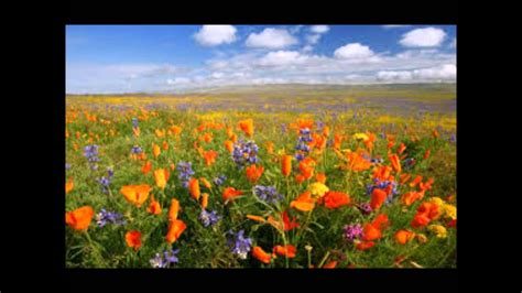 Bill has 32 years of scheduling experience and has been using primavera software since 1987. LLEGO LA PRIMAVERA A LA CIUDAD - YouTube