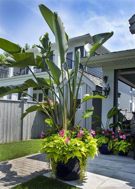 Learn which is best to add to your home here. Full Sun Container Plants 20 | Tropical landscaping ...