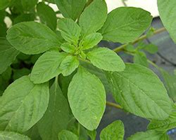 Young leaves can be used for greens, or let go to seed and harvest for grain. Amaranth - Adopt-a-Seed