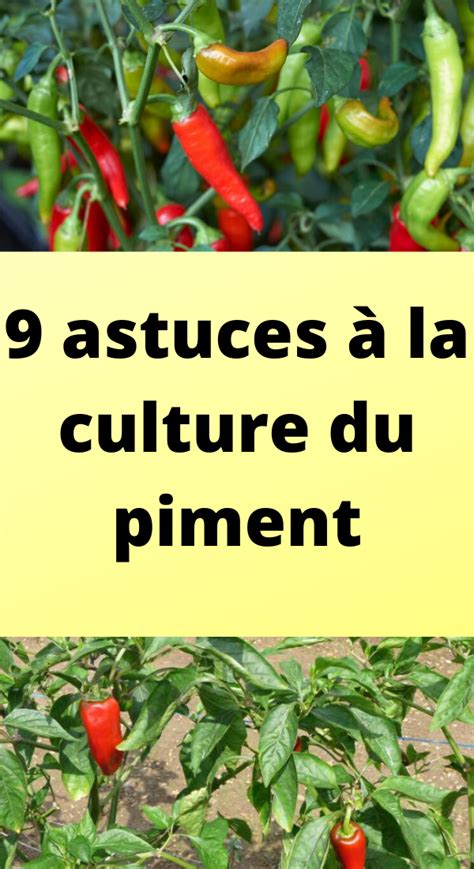 9 astuces à la culture du piment Piment Culture Planter tomates