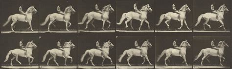 Animal Locomotion Photograph By Eadweard J Muybridge Pixels