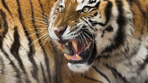 Supreme Predators Photos Worlds Deadliest National Geographic