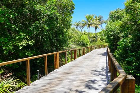 Perspective Of Wood Bridge In Deep Tropical Forest Stock Image Image