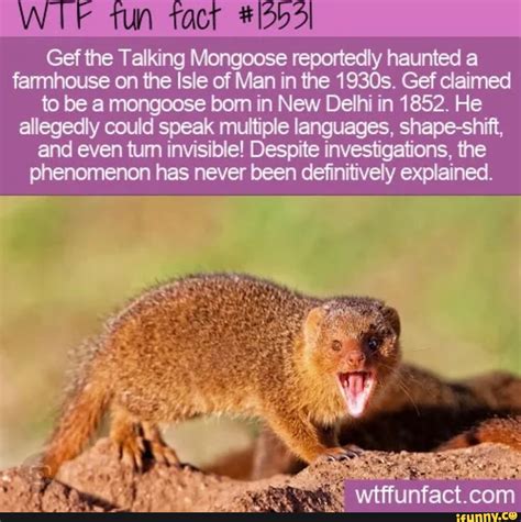 Mongoose Memes Best Collection Of Funny Mongoose Pictures On Ifunny