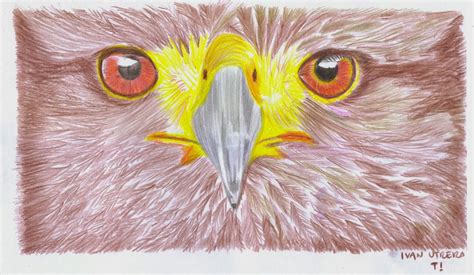 Dibujo Aguila En Lapices De Colores Dibujo A Lapicero Dibujo A
