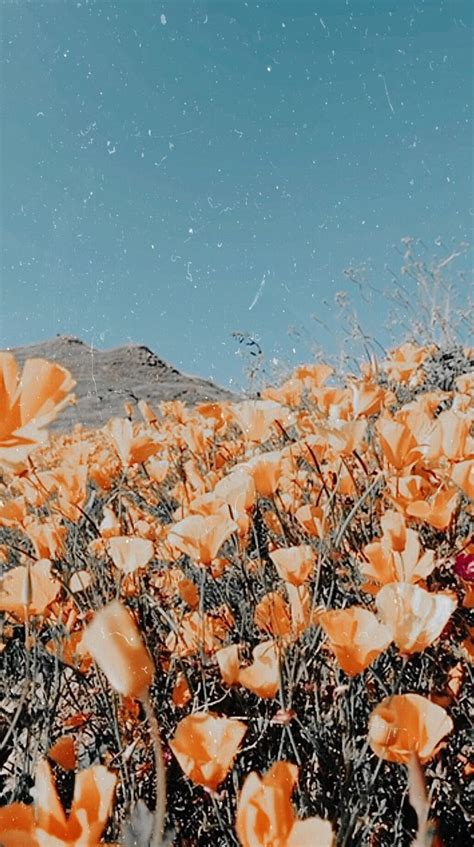 Download and use 100,000+ aesthetic background stock photos for free. Pinterest: carolinefaith417★ - #carolinefaith417 # ...