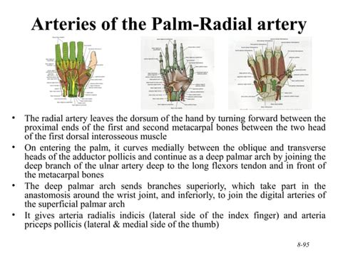 210 Upper Limb Rs Updated