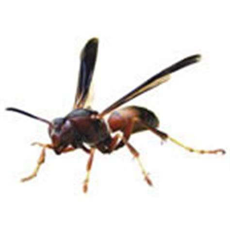 Here are transport companies and carriers in old hickory, tennessee and shipping companies & services in old hickory, tennessee. Bango's Pest Control - Serving Greater Nashville & Middle ...