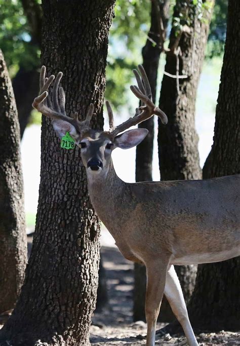 M3 Whitetails Certified This Is The Will He Time Of Year For Us