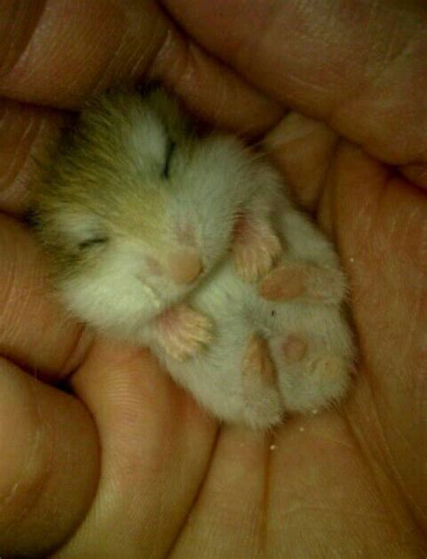 The robo dwarf hamster or roborovski dwarf hamster is the smallest breed of hamster, yet have a very good life expectancy. Roborovski Hamster Information. | Pets Amino