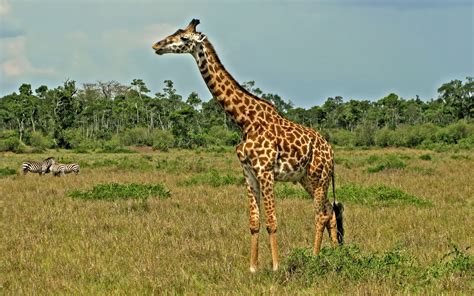Giraffe HD Wallpaper | Background Image | 1920x1200 | ID ...