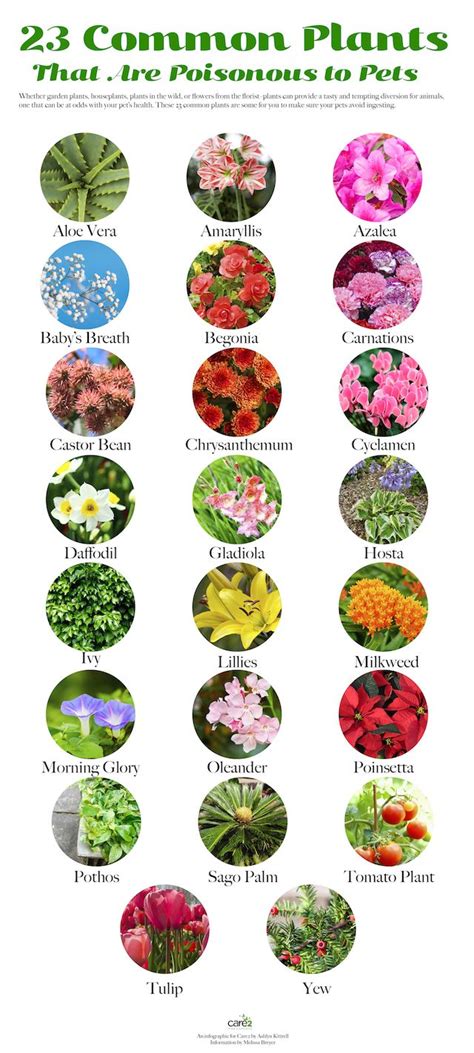Before you welcome some new flowers into your home or send a bouq to a friend, consider. 24 Common Plants Poisonous to Pets | Care2 Healthy Living ...