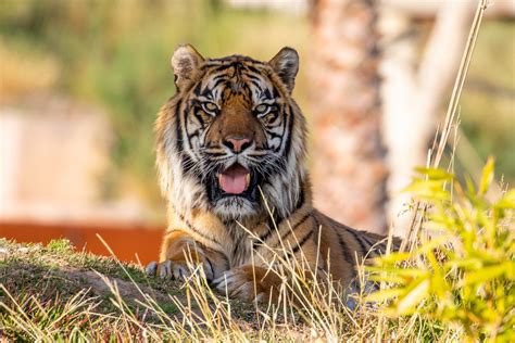 Sydney Zoo - Sydney Zoo Farewells Sumatran Tiger, Raja