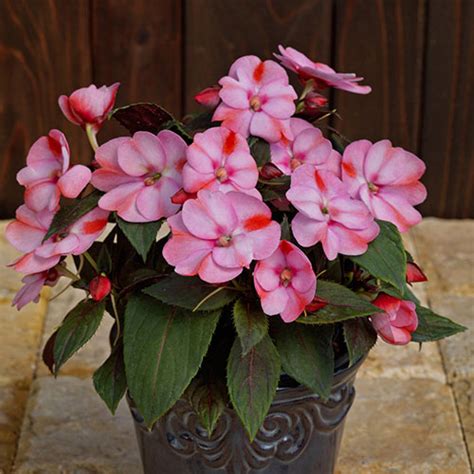 Sunpatiens Compact Pink Candy Impatiens Vanstone Nurseries