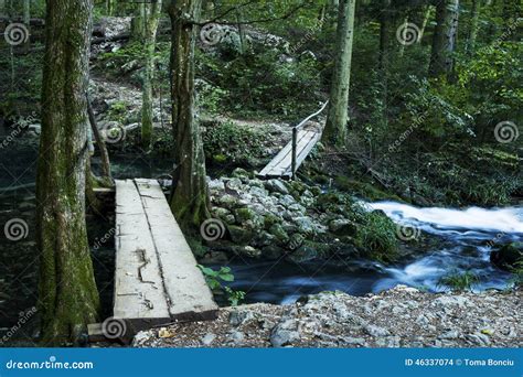 Small Bridge Over Creek In The Forest Stock Photo Image Of Trunks