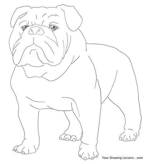How To Draw A Bulldog Bulldog Drawing Dog Drawing Tutorial Bulldog Art